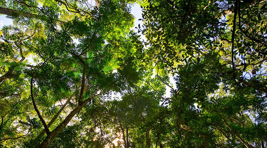 Ministério do Meio Ambiente cria incentivo de serviços ambientais para produtores