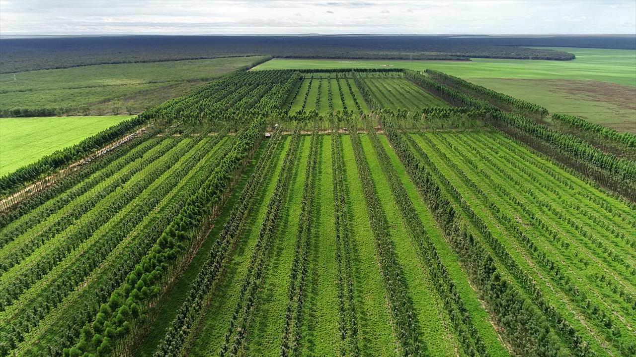 AGROPECUÁRIA É PARTE DA SOLUÇÃO PARA MUDANÇAS CLIMÁTICAS, DIZ MINISTRA TEREZA CRISTINA