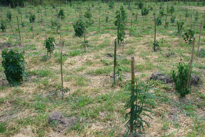 Bioinvestimentos do setor de árvores cultivadas chegam a R$57,2 bilhões