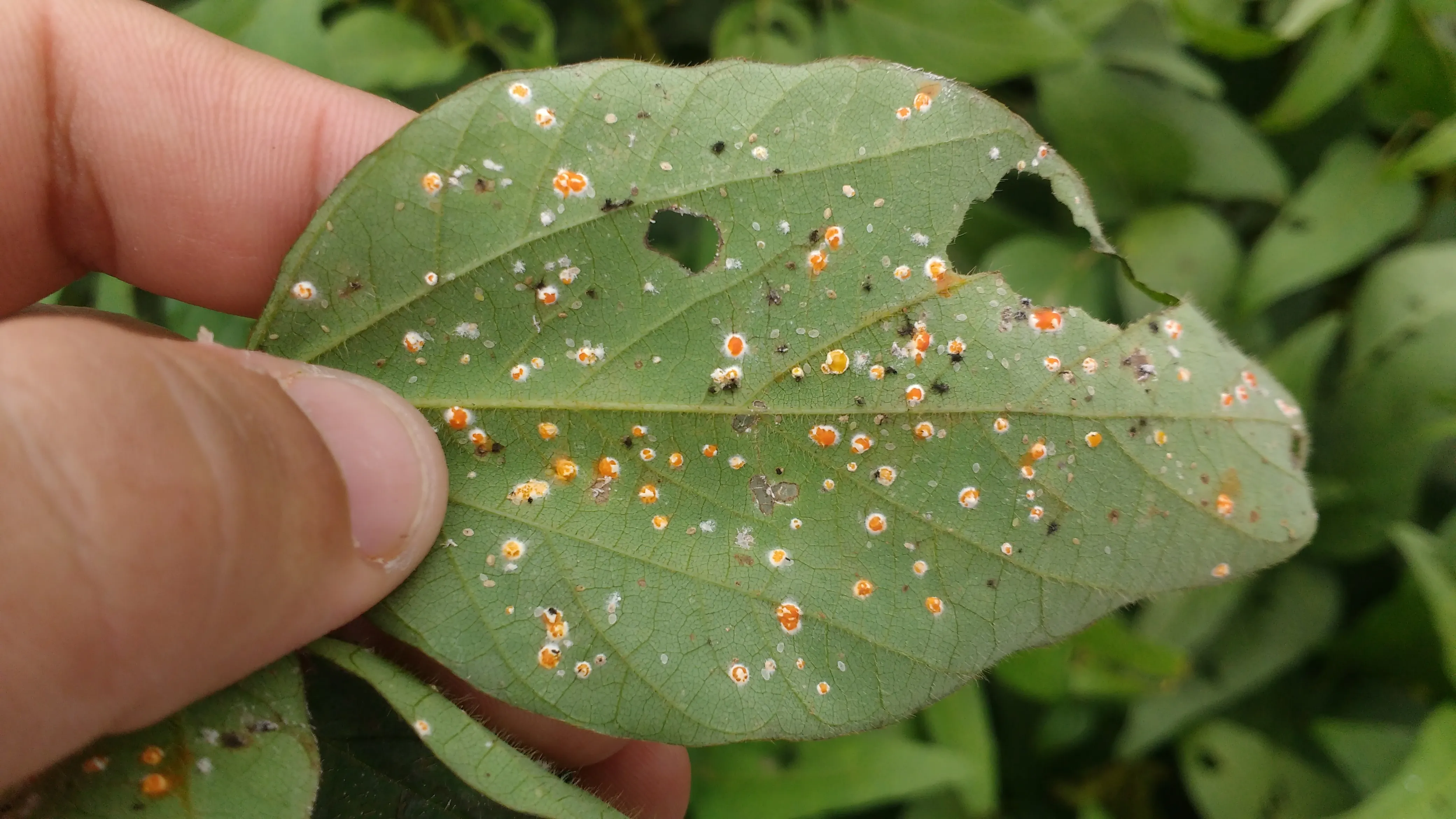 Como evitar novas gerações da mosca-branca na soja