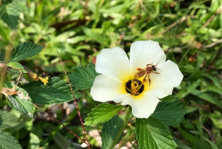 Cientistas selecionam plantas para alimentar abelhas nativas da Amazônia