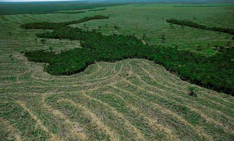 Saiba a diferença entre Compensação de Área de Reserva Legal e Reposição Florestal