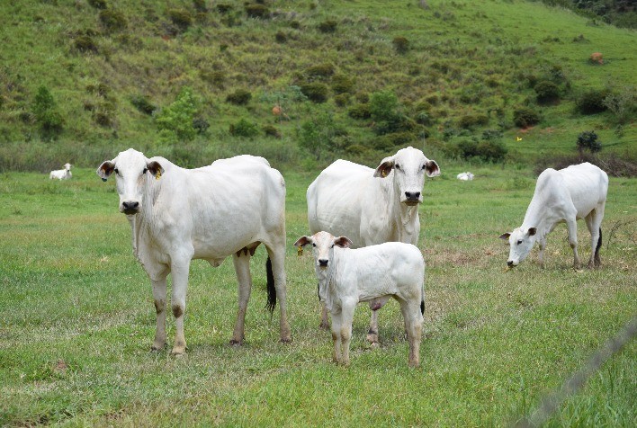 Verminoses em bovinos na fase pré-desmame