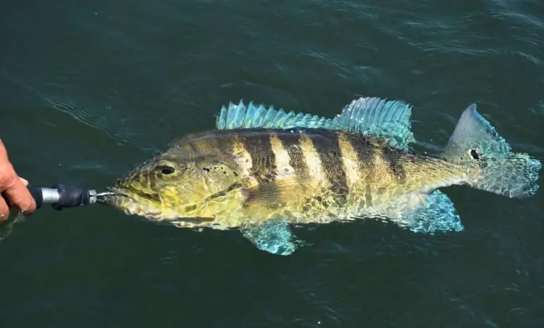 Tucunaré, conheça algumas curiosidades deste peixe voraz