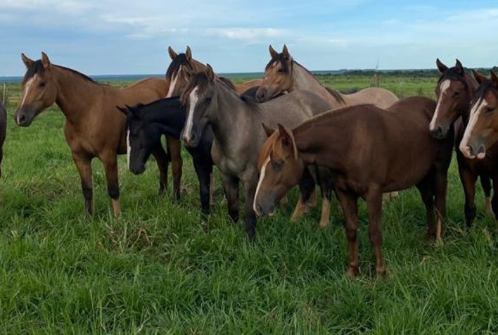 Vermifugação de equinos