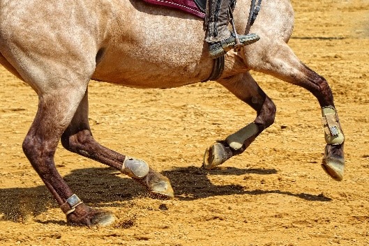 Atenção aos cascos dos cavalos aumenta bem-estar e eleva desempenho dos animais