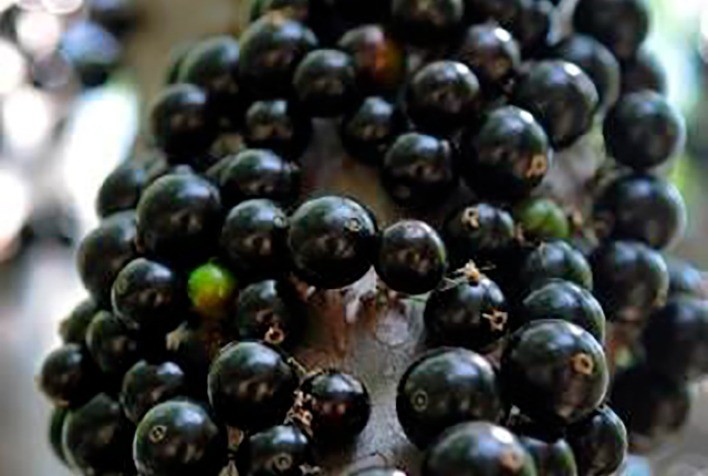 Pesquisa com o aproveitamento integral da jabuticaba desenvolve produtos inéditos para diversas indústrias