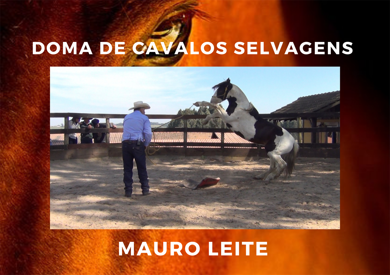 DOMA DE CAVALOS SELVAGENS