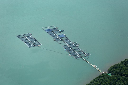 ANA libera acesso para sistema de outorgas de aquicultura por tanques-rede à Secretaria de Aquicultura e Pesca