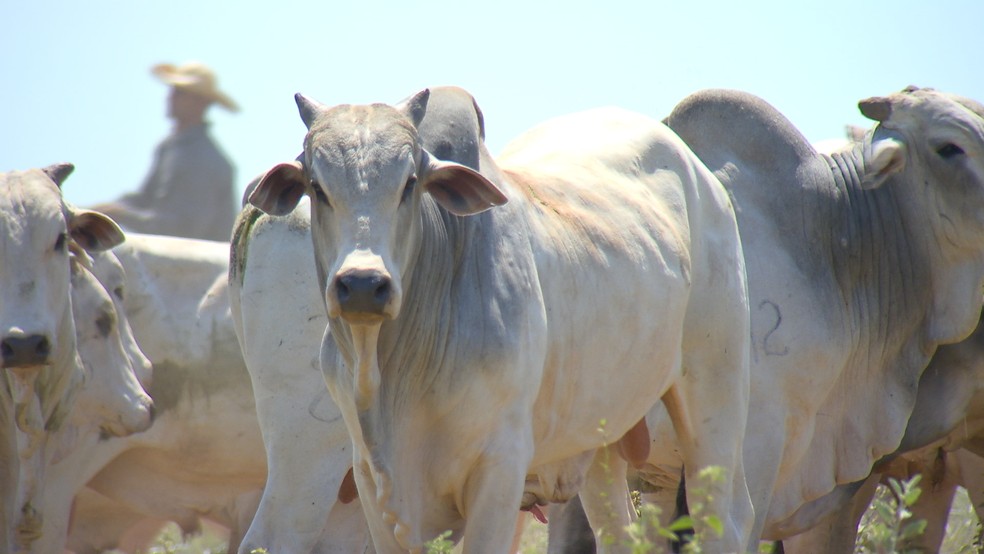 Arroba do boi gordo tem nova alta no preço e chega quase a R$ 290 em Rondônia