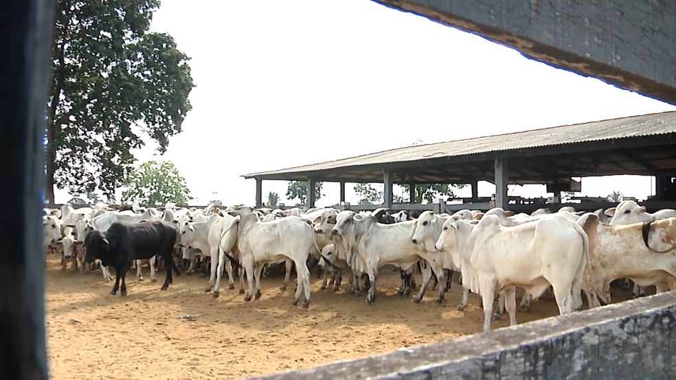 Preço do boi gordo em Rondônia; veja a cotação divulgada pela Emater