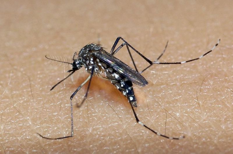 Parecis e outras quatro cidades de Rondônia registram surto de dengue em maio de 2021