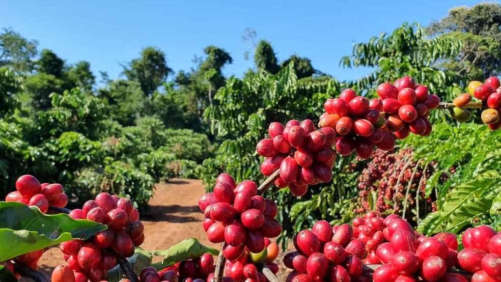 Café de Rondônia recebe primeiro reconhecimento de Indicação Geográfica