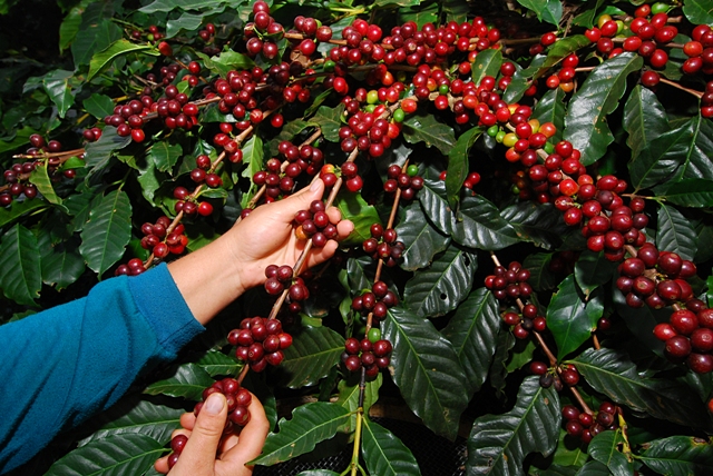 Café Arábi é da nossa terra, é de Pimenta Bueno.