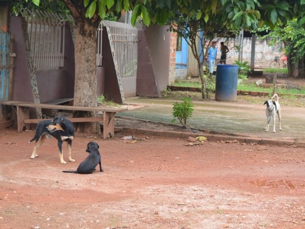 Vereador usa rede social para tentar ofender advogada voluntária de causa animal