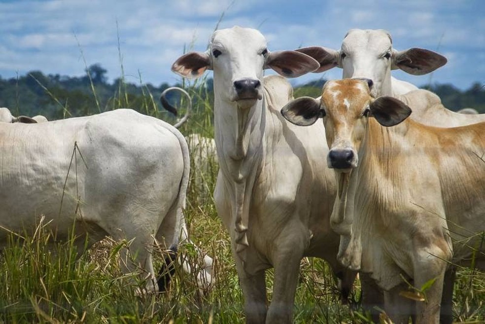 Prazo para declarar rebanho é prorrogado para 10 de dezembro em Rondônia