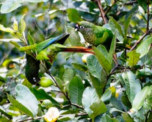 Proteção da Mata Atlântica