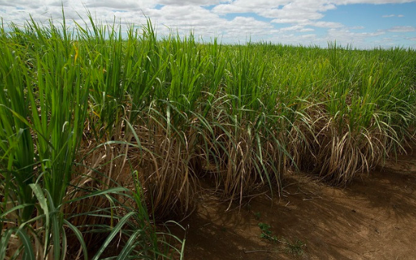 Entidades do setor canavieiro defendem pagamento de CBIOs aos produtores