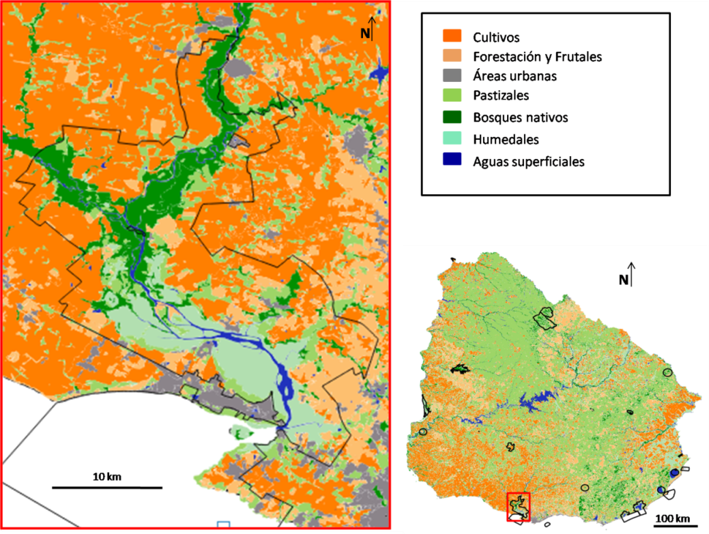 Conflict between Geoffroy's cat  (Leopardus geoffroyi) and anthropic activities in Santa Lucia Wetlands, Uruguay