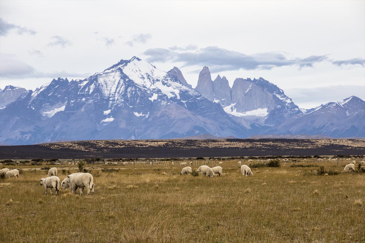 Cerro Guido Coexistence Project