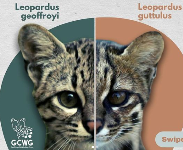 Análisis espacial, genómico y fenotípico de la zona híbrida existente entre Leopardus geoffroyi y L. guttulus