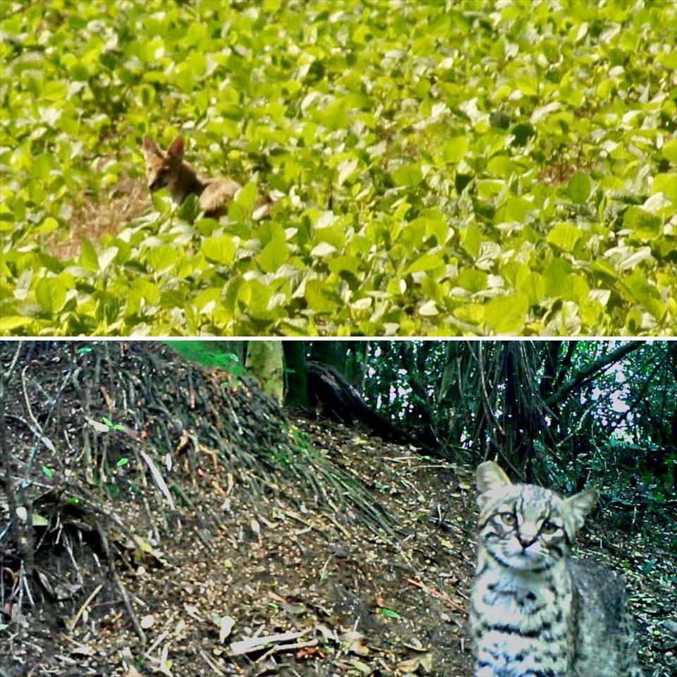 Efectos de la perturbación humana en los patrones de ocupación y actividad de especies carnívoras (mamíferos) en la sabana uruguaya