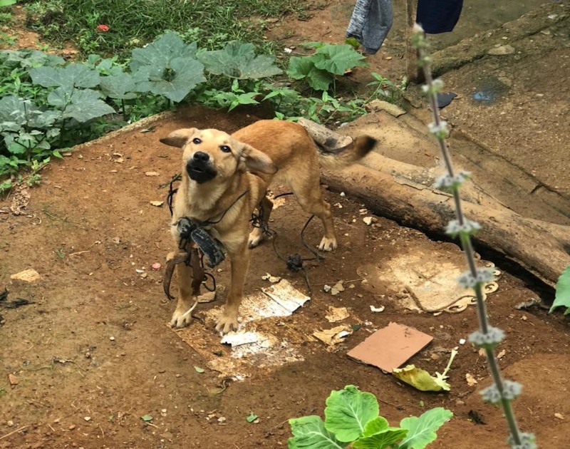 Polícia Civil indicia suspeito por maus-tratos contra animais em Santos Dumont