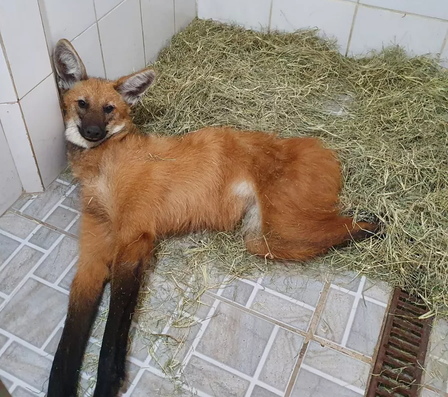 Lobo-Guará é resgatado na BR-267 em Bicas