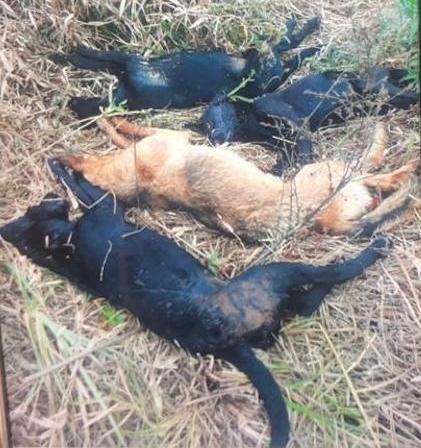 Quatro cães são mortos a pauladas em Mantiqueira; Polícia Civil apura denúncia