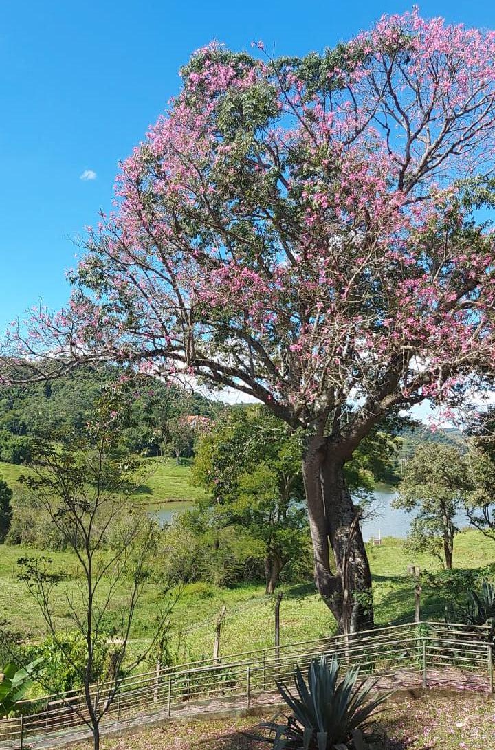 Primavera começa nesta quarta-feira no Brasil