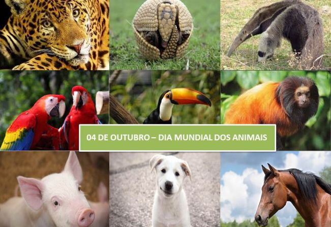 Dia Mundial dos Animais é celebrado hoje