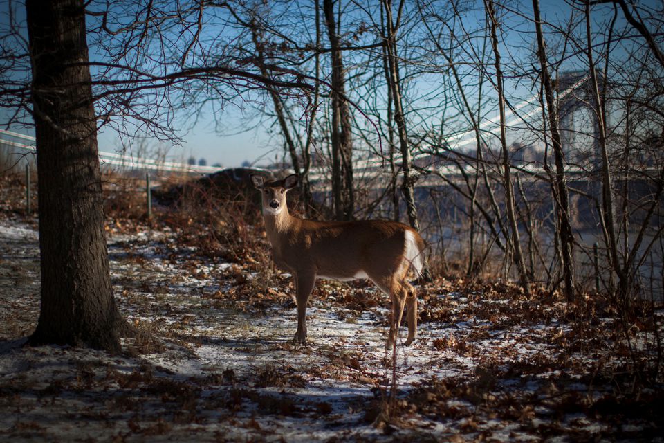 Descoberta de Ômicron em animais em Nova York gera preocupação