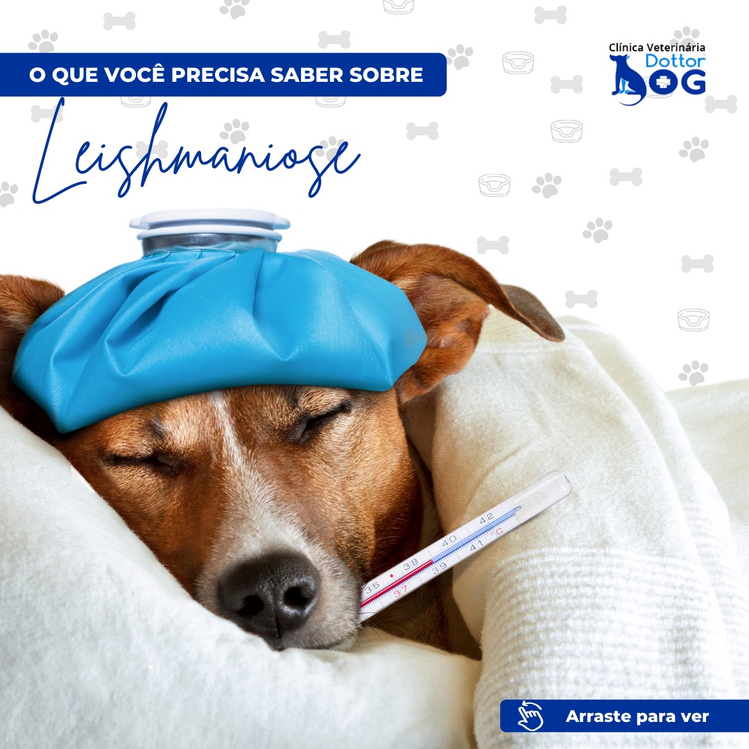 Conheça sintomas e tratamentos da Leishmaniose canina