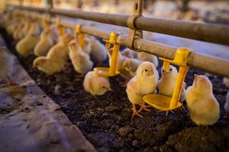 Aplicação de probióticos nos incubatórios prepara o sistema imunológico das aves para desafios sanitários