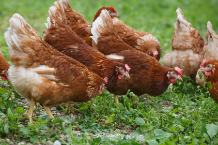 Exigências para recria e manejo de galinhas poedeiras