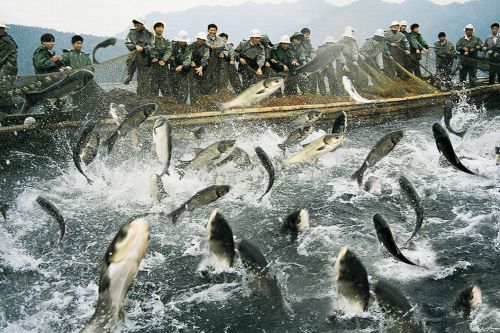 Efeitos da aquicultura na pesca marinha da China nos últimos 30 anos