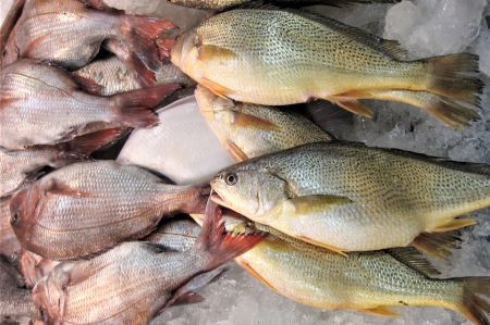 OIE, a Organização Mundial de Saúde Animal, precisa da contribuição da indústria de frutos do mar