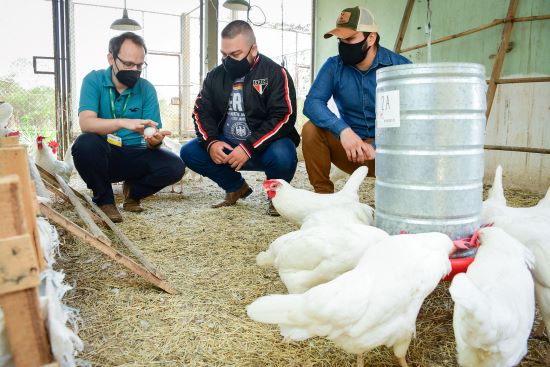 INFORME TÉCNICO - Cage-free,  galinhas livres de gaiolas botam até 10% a mais