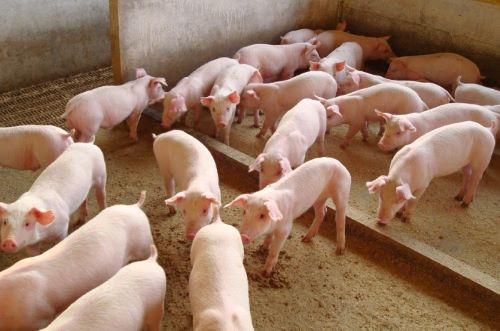 O desafio de substituir o milho e a soja na alimentação de suínos e aves