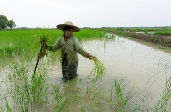 PEIXE E IRRIGAÇÃO -  Um pré-requisito para o gerenciamento multifuncional da paisagem