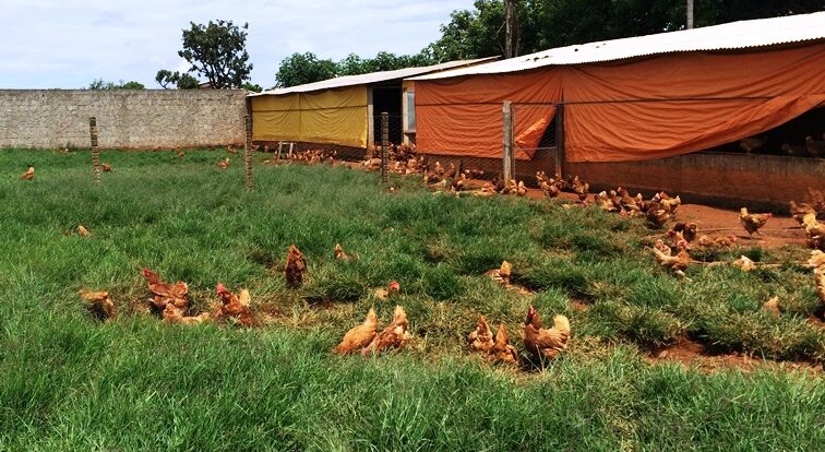 Sistema semi-intensivo de avicultura no Distrito Federal cresce 180% nos últimos 5 anos