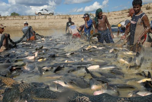 OPINIÃO - Peixes de cultivo não causam a “doença da urina preta