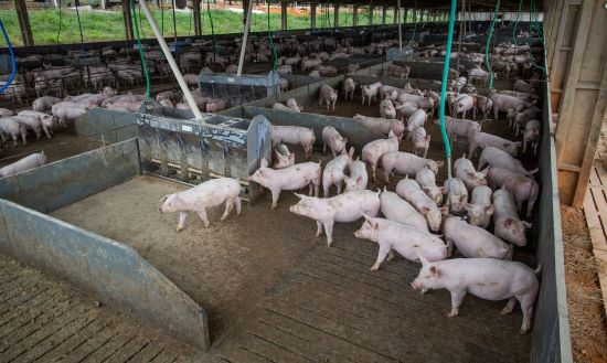 IPVS2022 – Evento será no Brasil e terá como pauta os desafios e prevenção da Peste Suína Clássica