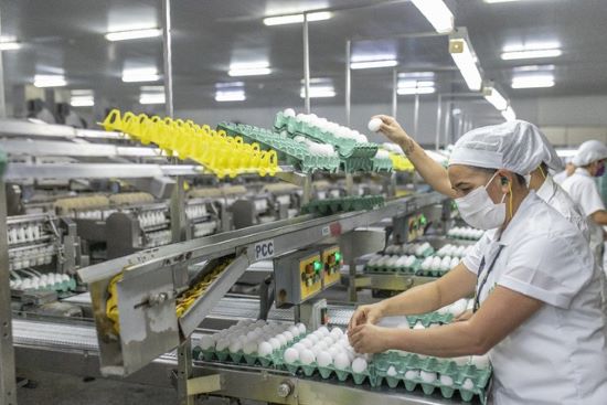 OVOS – Exportações crescem 137, 7% em 2021