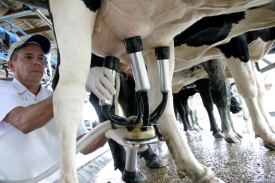 Produção de leite tem custos maior que preços de venda do produto