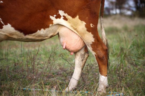 Mastites e seus impactos na vaca e no leite