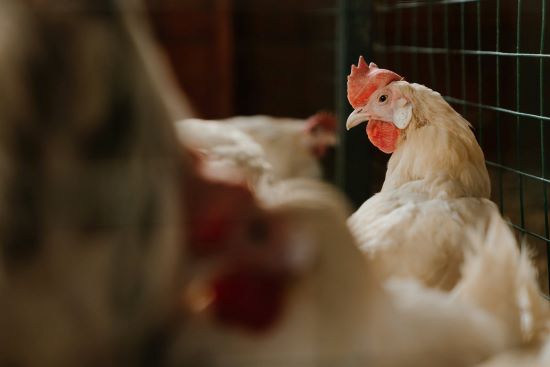 Mitos e verdades sobre a micotoxina Zearalenona (ZEN) na Produção de Aves