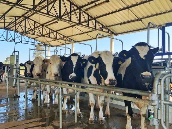Dez orientações para pequenos e médios produtores melhorarem a qualidade do leite