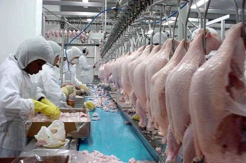 Exportações de carne de frango crescem 24,2% em outubro