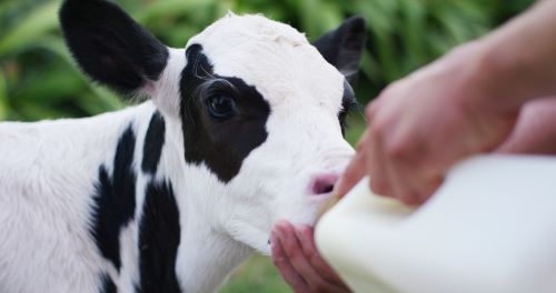 Prolongar fornecimento de colostro para bezerras aumenta produção de anticorpos